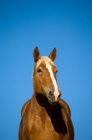 Picture of Belgian Draft horse