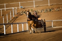 Picture of Belgian Draft horse