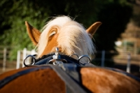 Picture of Belgian Draft horse