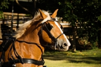 Picture of Belgian Draft horse