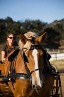 Picture of Belgian Draft horse