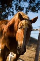 Picture of Belgian Draft horse