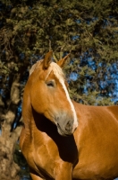 Picture of Belgian Draft horse