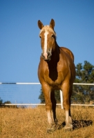 Picture of Belgian Draft horse