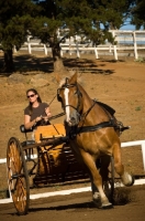 Picture of Belgian Draft horse