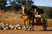 Picture of Belgian Draft horse