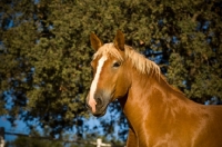 Picture of Belgian Draft horse