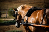 Picture of Belgian Draft horse