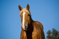 Picture of Belgian Draft horse