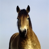 Picture of Belgian facing the camera head study