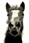 Picture of Belgian filly - black and white portrait