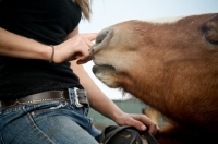 Picture of Belgian filly being pat by girl on horse