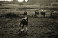 Picture of Belgian filly cantering down to her friends