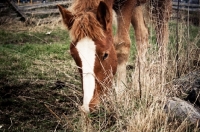 Picture of Belgian filly grazing