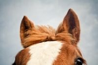 Picture of Belgian filly's ears and forelock