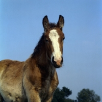 Picture of Belgian foal head study