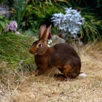 Picture of belgian hare in a garden