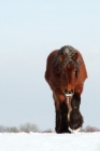 Picture of Belgian heavy horse in snow walking towards camera