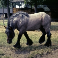 Picture of Belgian heavy horse, Jupiter de St Trond
