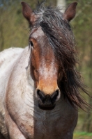 Picture of Belgian heavy horse, looking at camera
