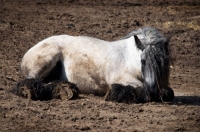 Picture of Belgian heavy horse, lying down