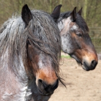 Picture of Belgian heavy horse portraits