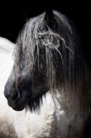 Picture of Belgian heavy horse, portrait