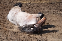 Picture of Belgian heavy horse rolling