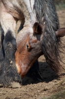 Picture of Belgian heavy horse scratching