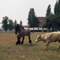 Picture of belgian heavy horse stallion dodging cow