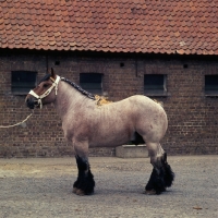 Picture of Belgian heavy horse stallion in belgian yard, Matador van Thof van Nieuwen