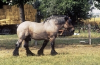 Picture of Belgian heavy horse stallion in belgium side view