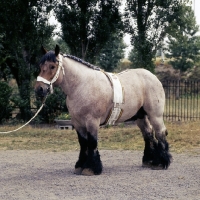 Picture of Belgian heavy horse stallion in belgium