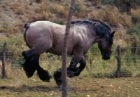 Picture of belgian heavy horse stallion jumping, in mid-air