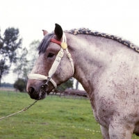 Picture of Belgian heavy horse stallion, portrait