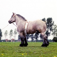 Picture of Belgian heavy horse stallion side view