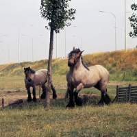 Picture of Belgian heavy horse stallion showing off to another