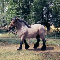 Picture of Belgian heavy horse walking round territory, Jupiter de St Trond 