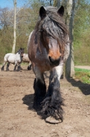 Picture of Belgian heavy horse walking toward camera