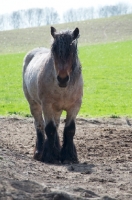 Picture of Belgian heavy horse