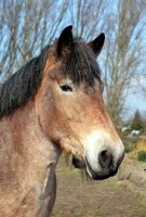 Picture of Belgian horse, portrait