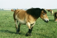 Picture of belgian horse walking in field