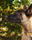 Picture of Belgian Malinois puppy, profile