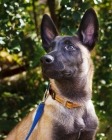 Picture of Belgian Malinois puppy