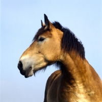 Picture of belgian mare, head study, 