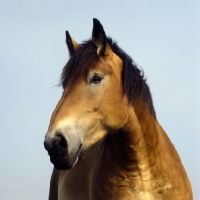 Picture of Belgian mare head study