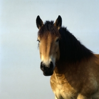 Picture of Belgian mare head study