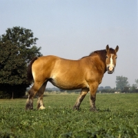 Picture of Belgian mare looking at camera 