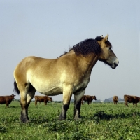 Picture of Belgian mare looking out in a field with cattle in Belgium