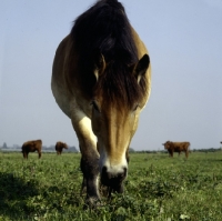 Picture of belgian mare with cattle in belgium, low angle